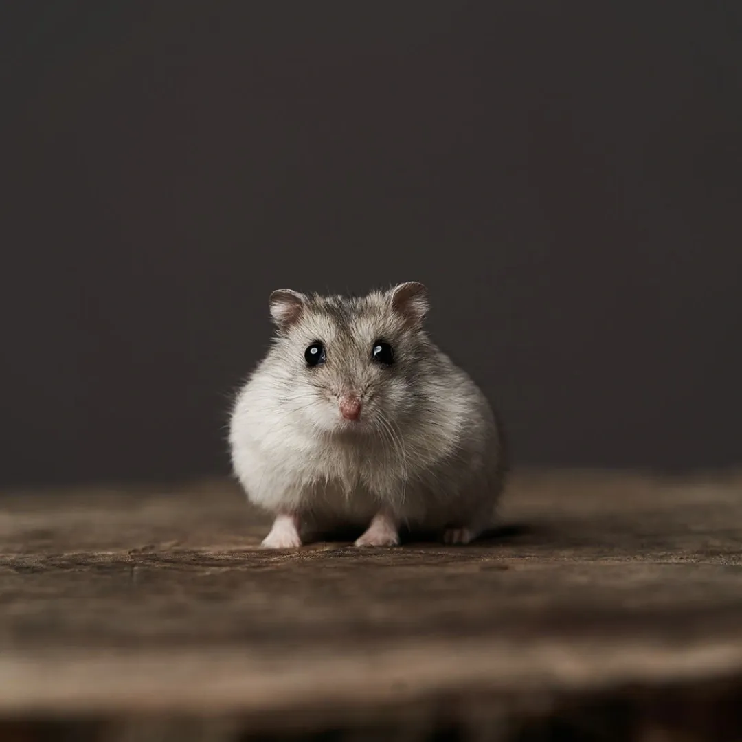 [ 1 Pair ₹3699 ] Chinese hamster