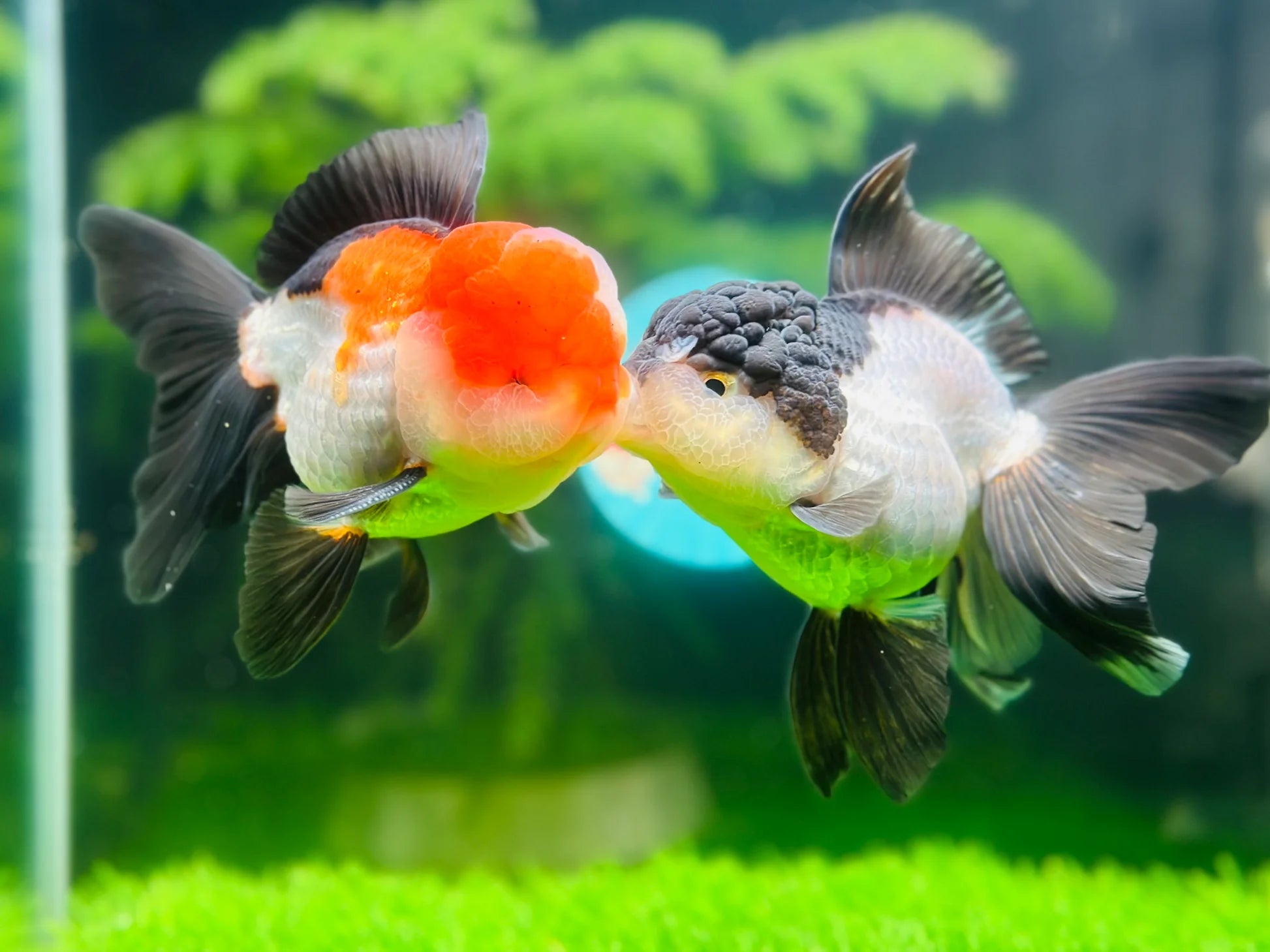 Buy Live Goldfish Online