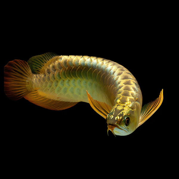 Golden high back arowana price