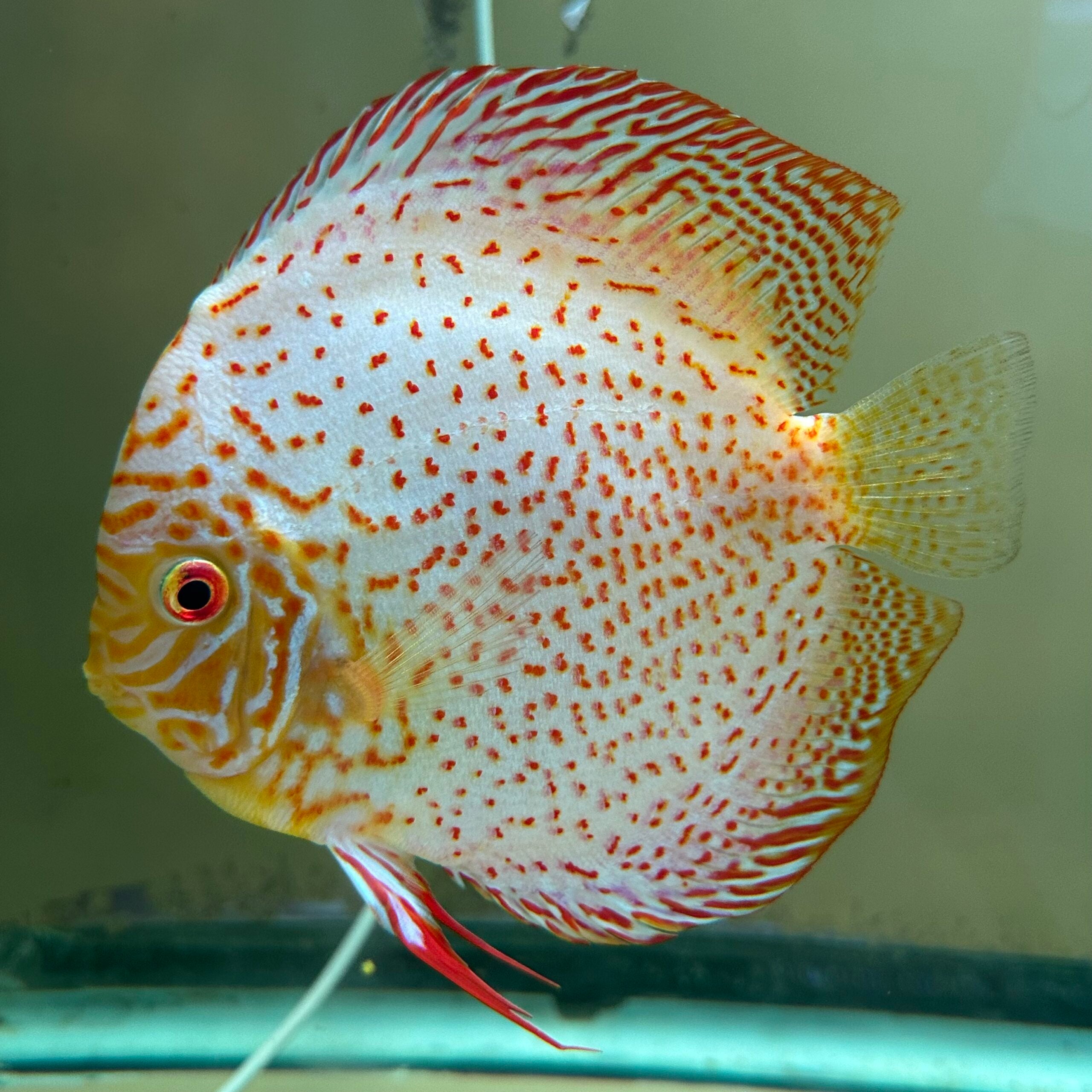 1 Pair ₹6499 Golden Leopard Discus Fish