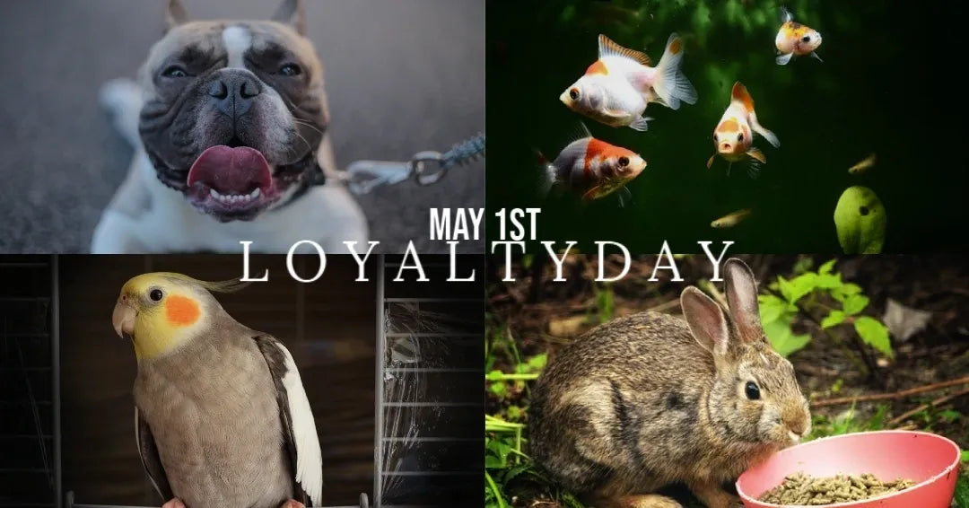 Buy Live Pets Online