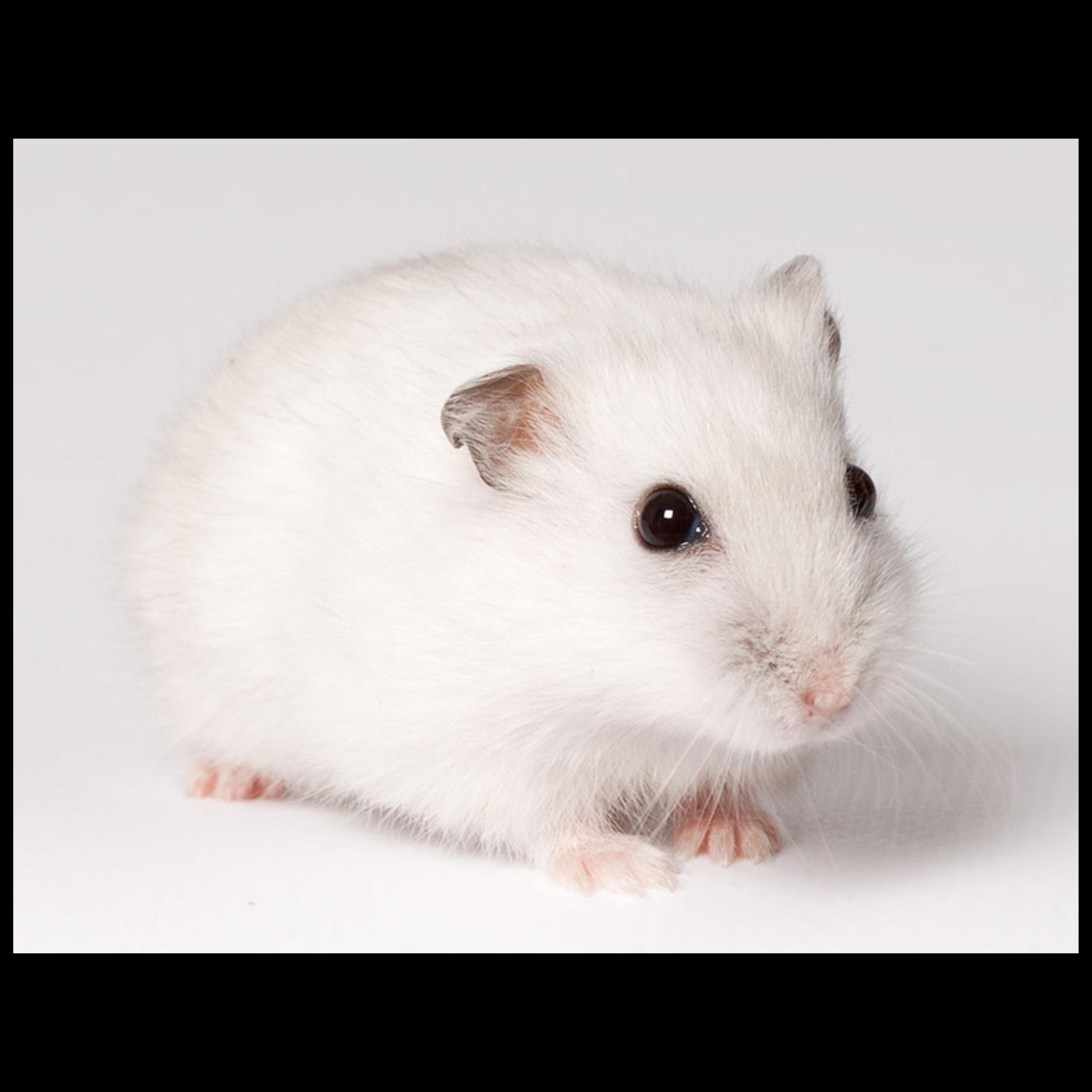 1 Pair ₹3599 Winter white dwarf hamster