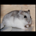 [ 1 Pair ₹4599 ] Dwarf Hamster