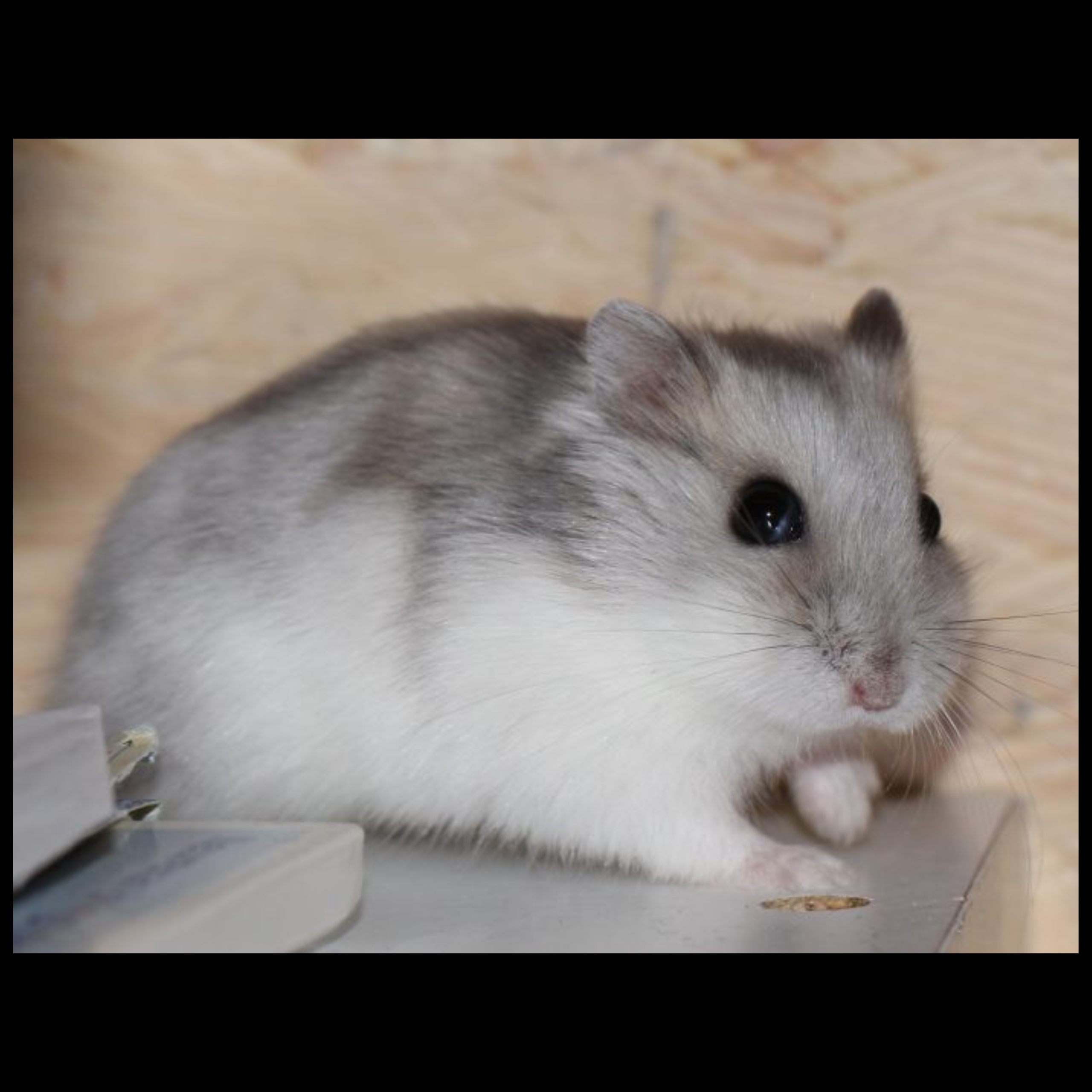 [ 1 Pair ₹3599 ] Dwarf Hamster