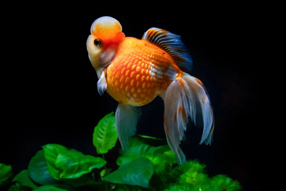 An orange and white Pearlscale goldfish swimming above green aquatic plants against a solid black background.