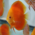 1 Pair ₹4299 Red Melon Discus Fish