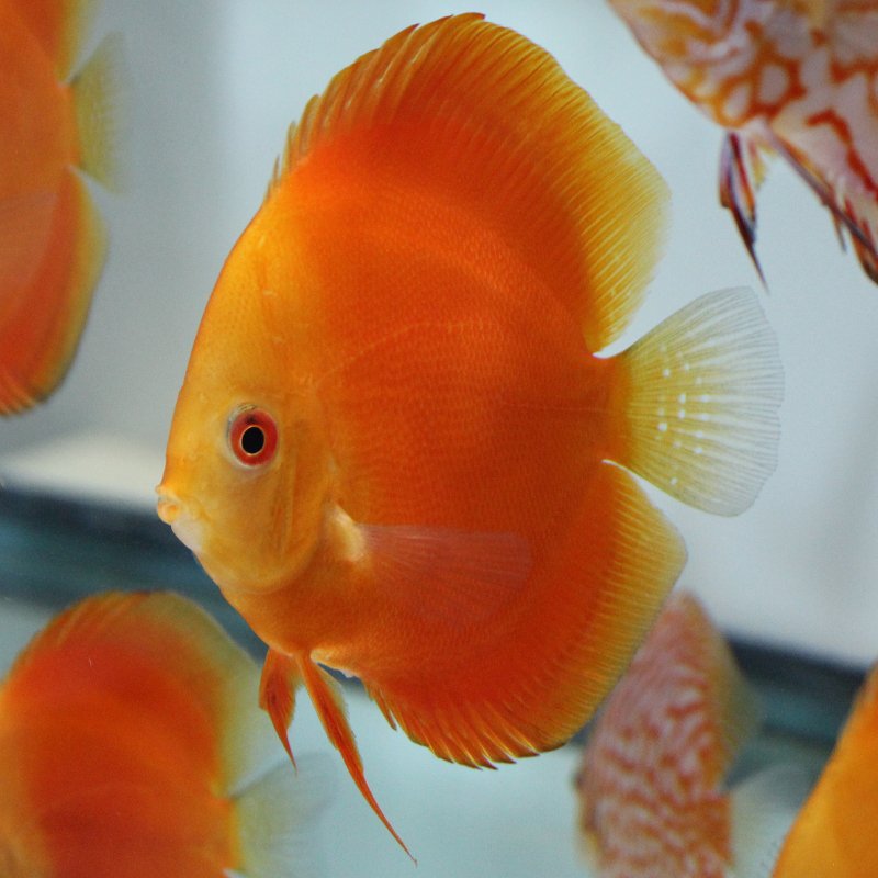 1 Pair ₹4299 Red Melon Discus Fish
