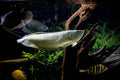 Silver Arowana Fish