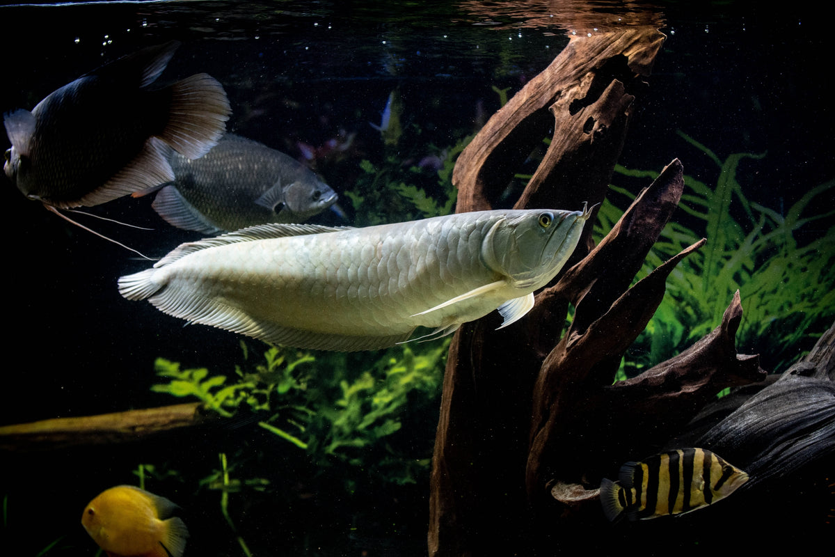 Silver Arowana Fish