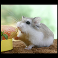Roborovski Dwarf Hamster