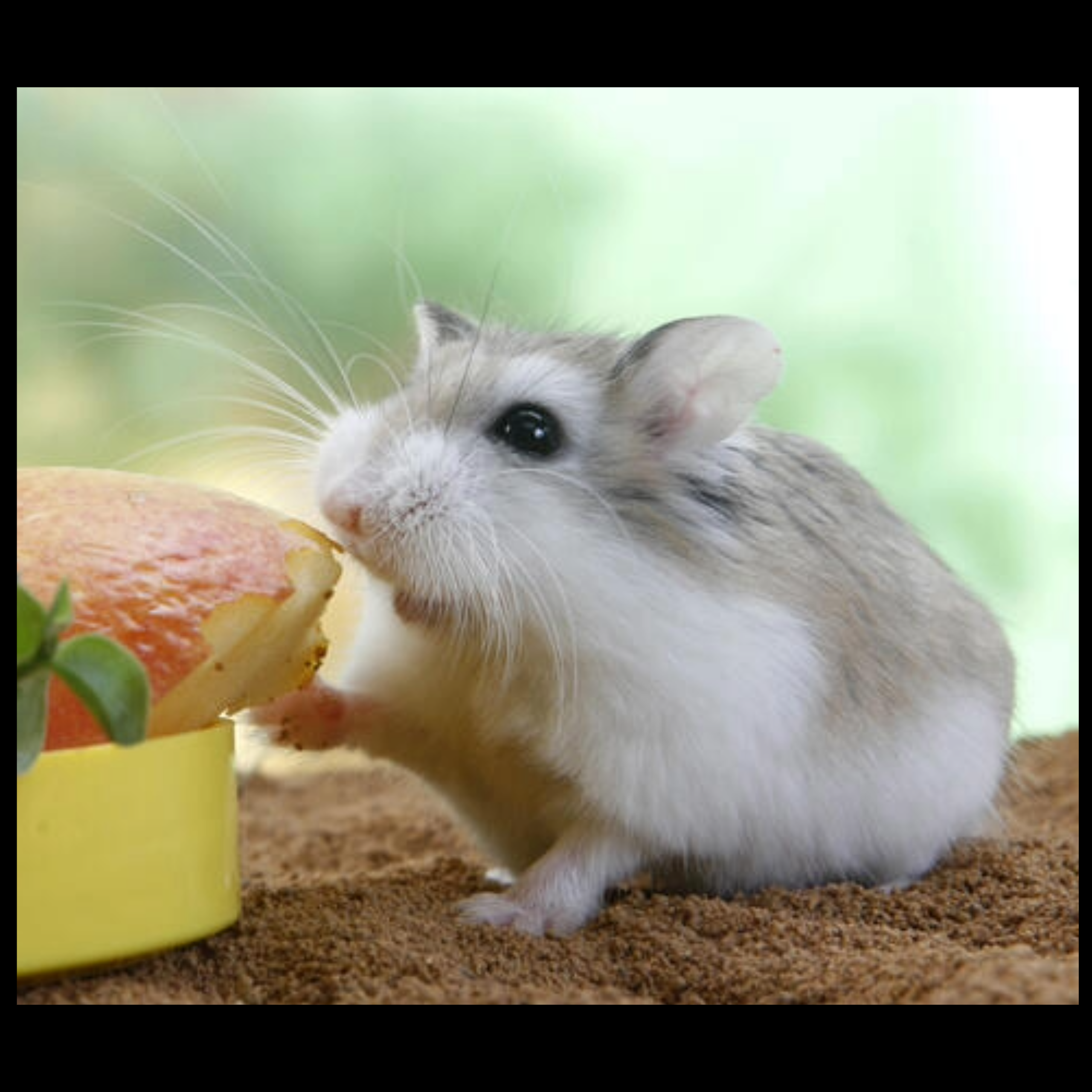 Roborovski Dwarf Hamster