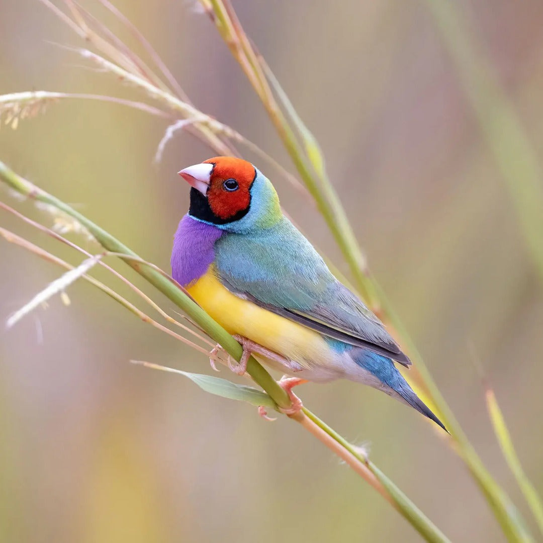 [ 1 Pair ₹4999 ] Gouldian Finch Red Head Live Birds