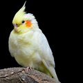 Cream Face Cockatiel bird 1 pair