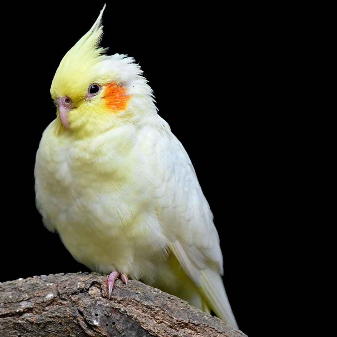Cream Face Cockatiel bird 1 pair