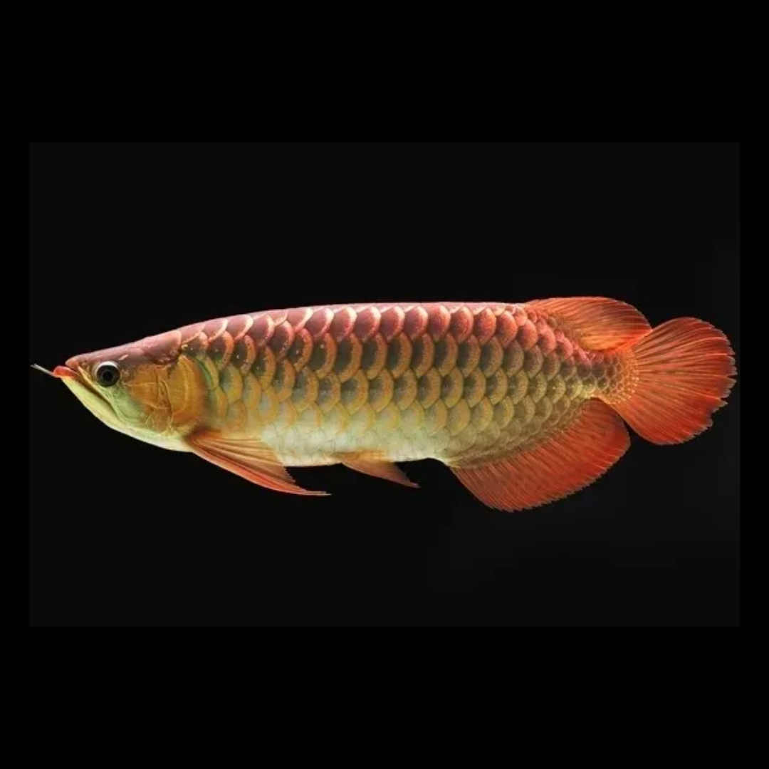 Asian Red Arowana Live Fish Price