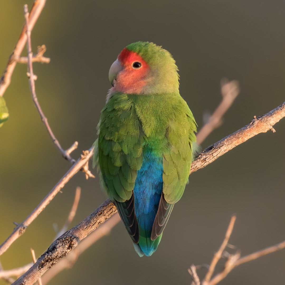 [ 1 Pair ₹3300 ] Rosy lovebird Male And Female