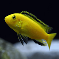 2 Pair ₹999 Yellow Lab Cichlid Fish