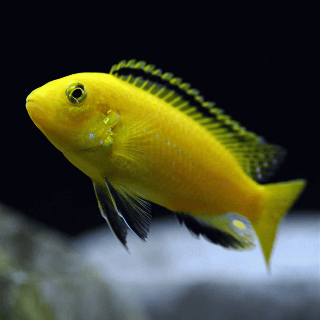 2 Pair ₹999 Yellow Lab Cichlid Fish