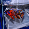 1 Pair ₹999 OB Red Peacock Cichlids Fish
