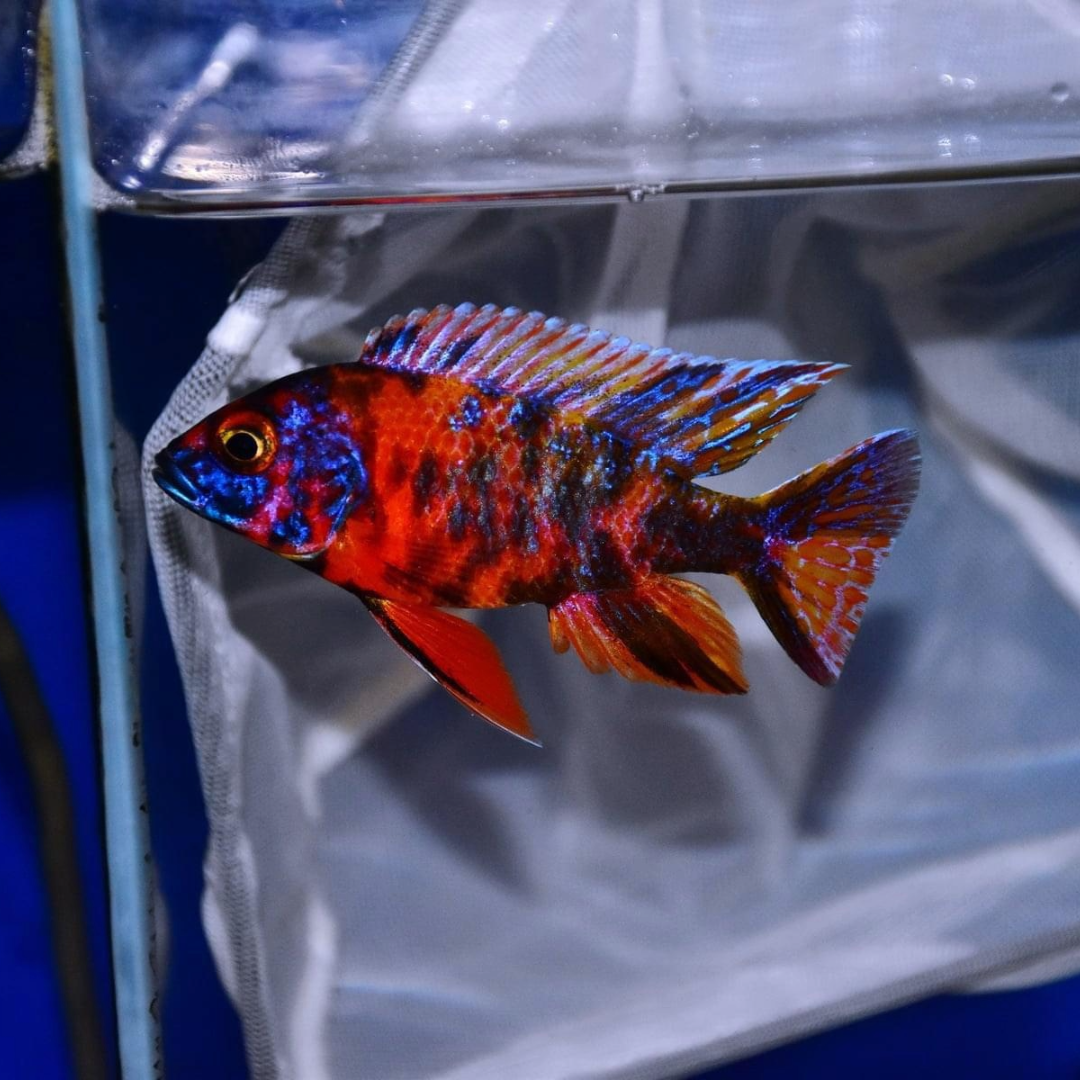1 Pair ₹999 OB Red Peacock Cichlids Fish