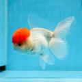 Red Cap Oranda Goldfish Online Shop