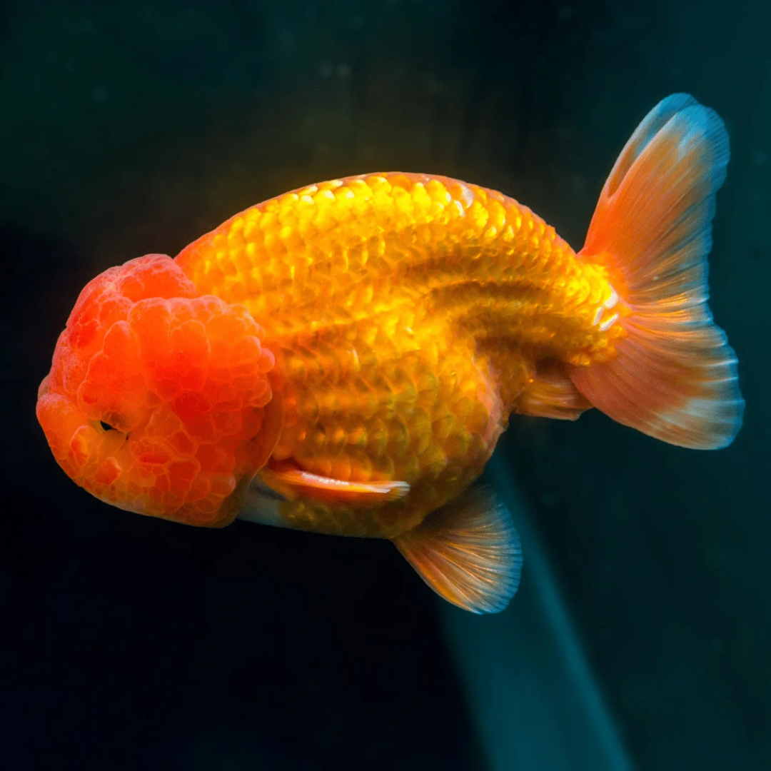 Buffalo Head Ranchu Goldfish Online Shop