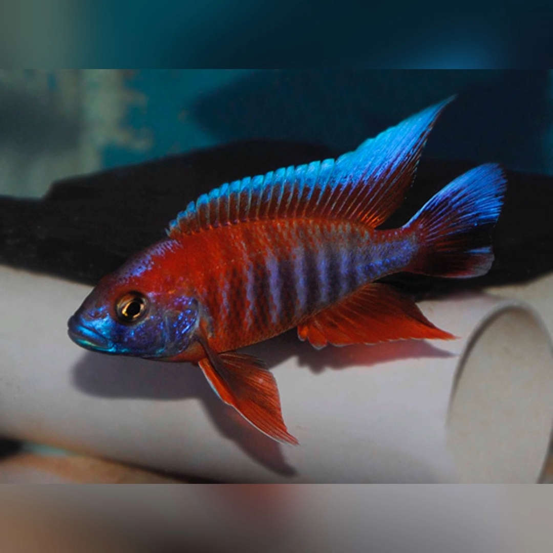 1 Pair ₹999 Eureka Red Peacock Cichlid Fish