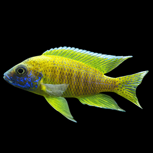 Buy Online Sunshine  peacock cichlid fish