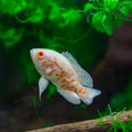 Buy Online Albino Oscar Fish