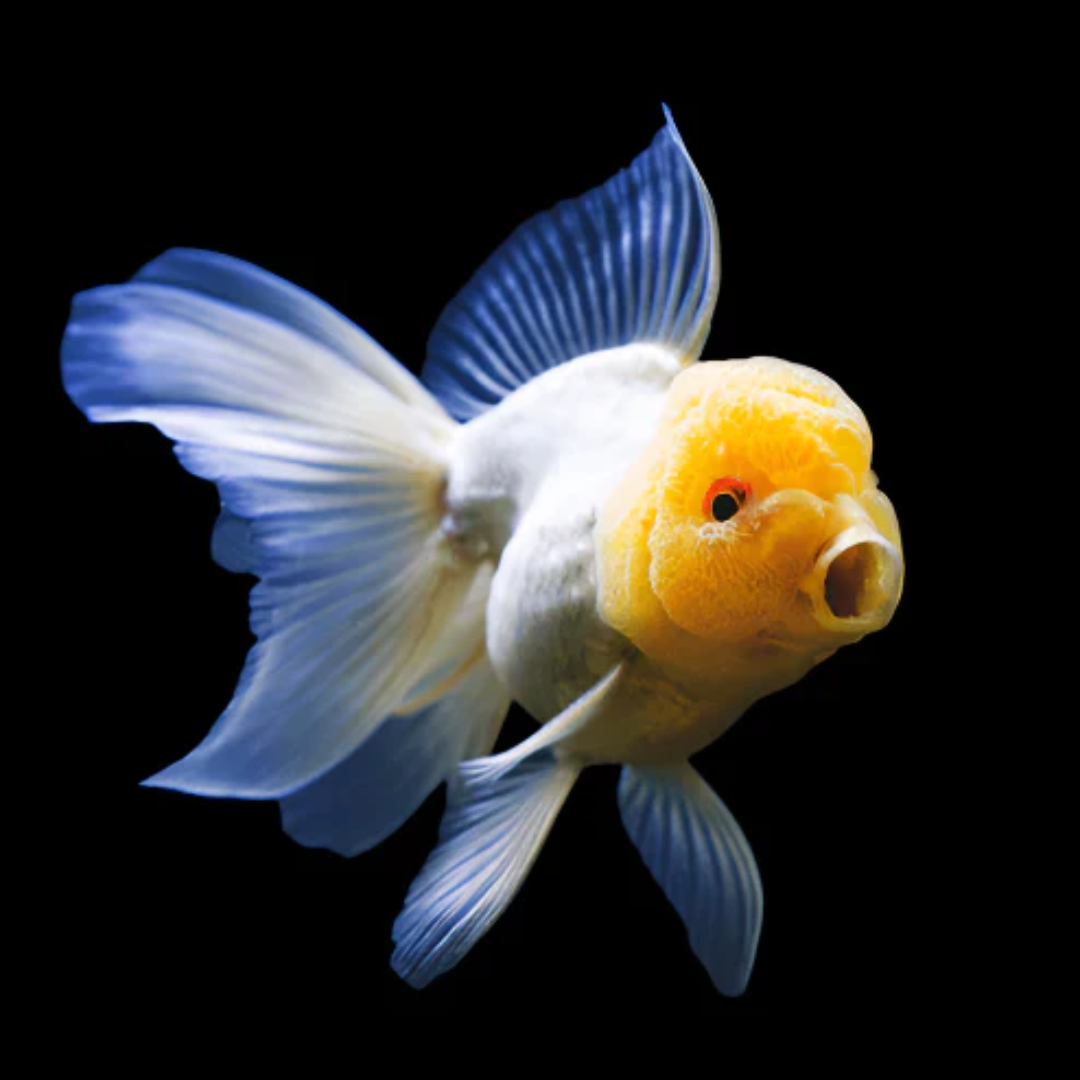 Lemon Head Oranda Goldfish Online Shop