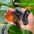 Apache Rose Tail Oranda Goldfish