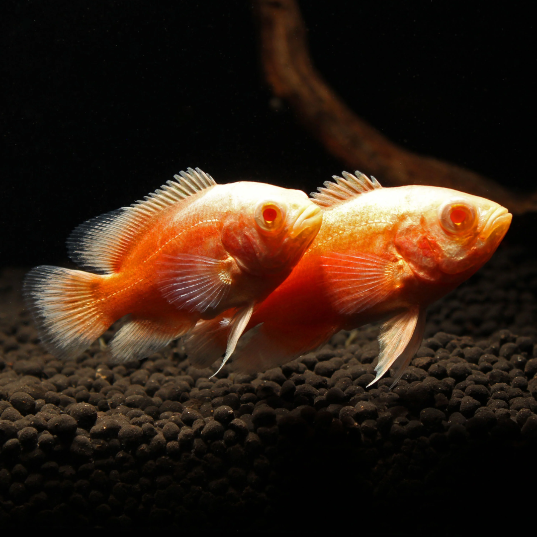 Buy Online Fire red Oscar Fish
