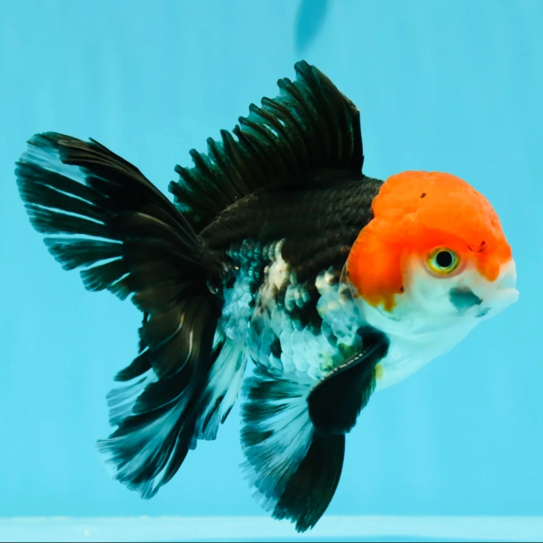 Tri Color Rose Tail Oranda Goldfish