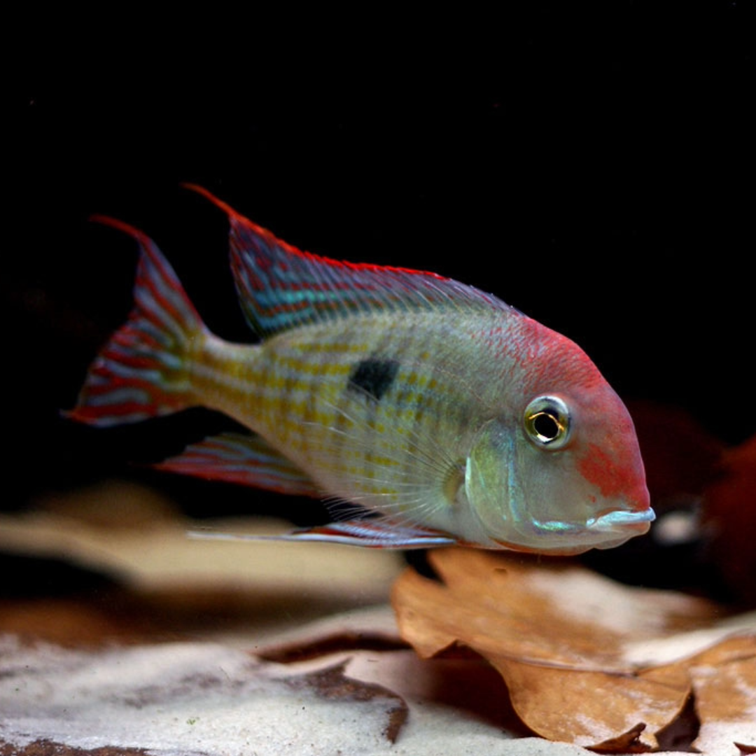 Buy Online red head tapajos geophagus fish