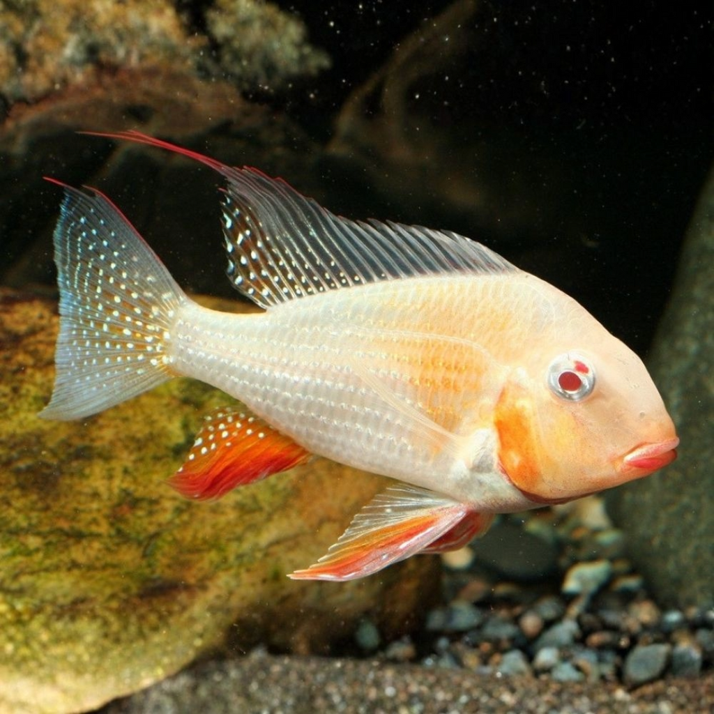Buy Online Albino Heckelii Fish