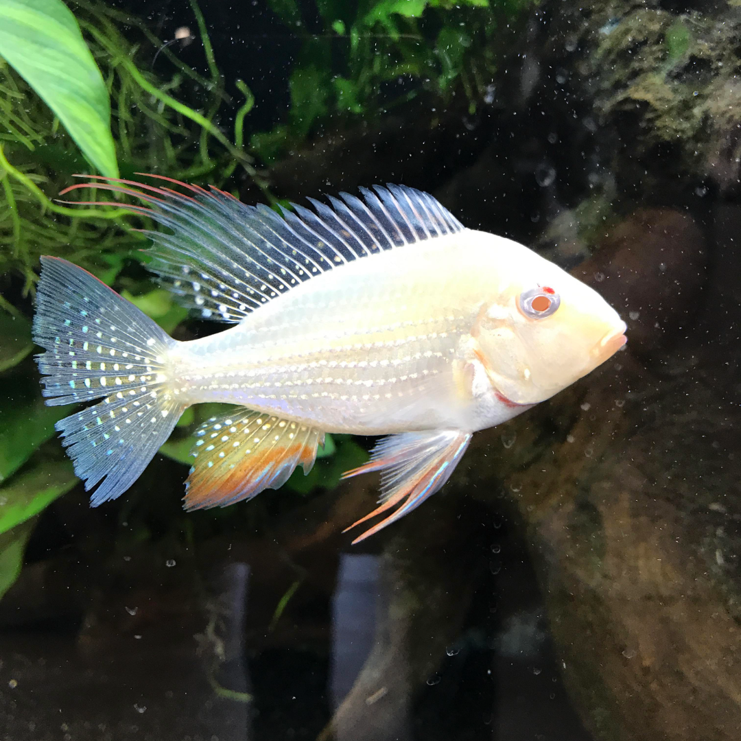 Buy Online Albino Heckelii Fish