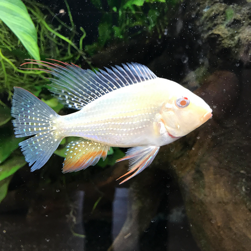 Buy Online Albino Heckelii Fish