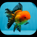 4 inch Red And Black Oranda Goldfish