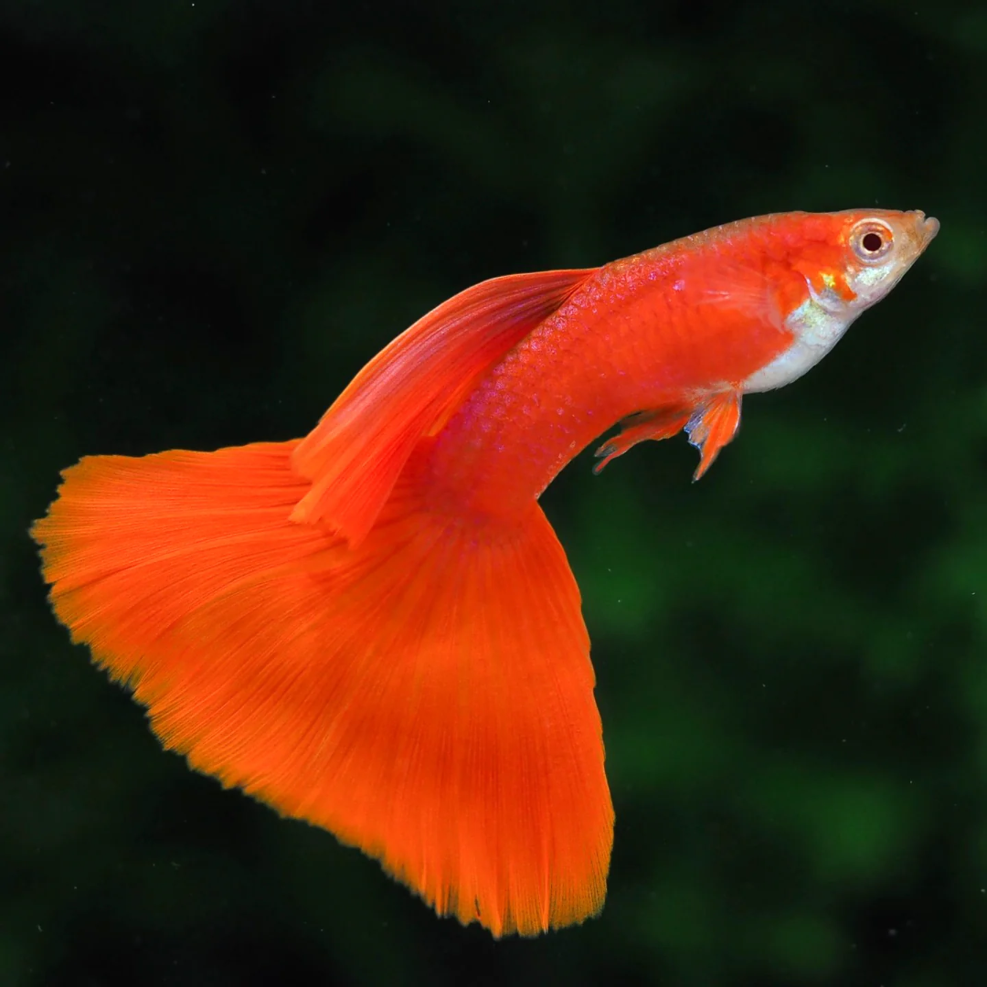 Buy Online Red Guppy Fishes