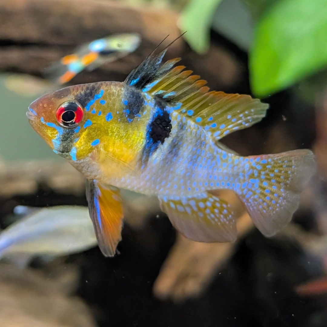 Buy Online Geran Blue Ram Fish