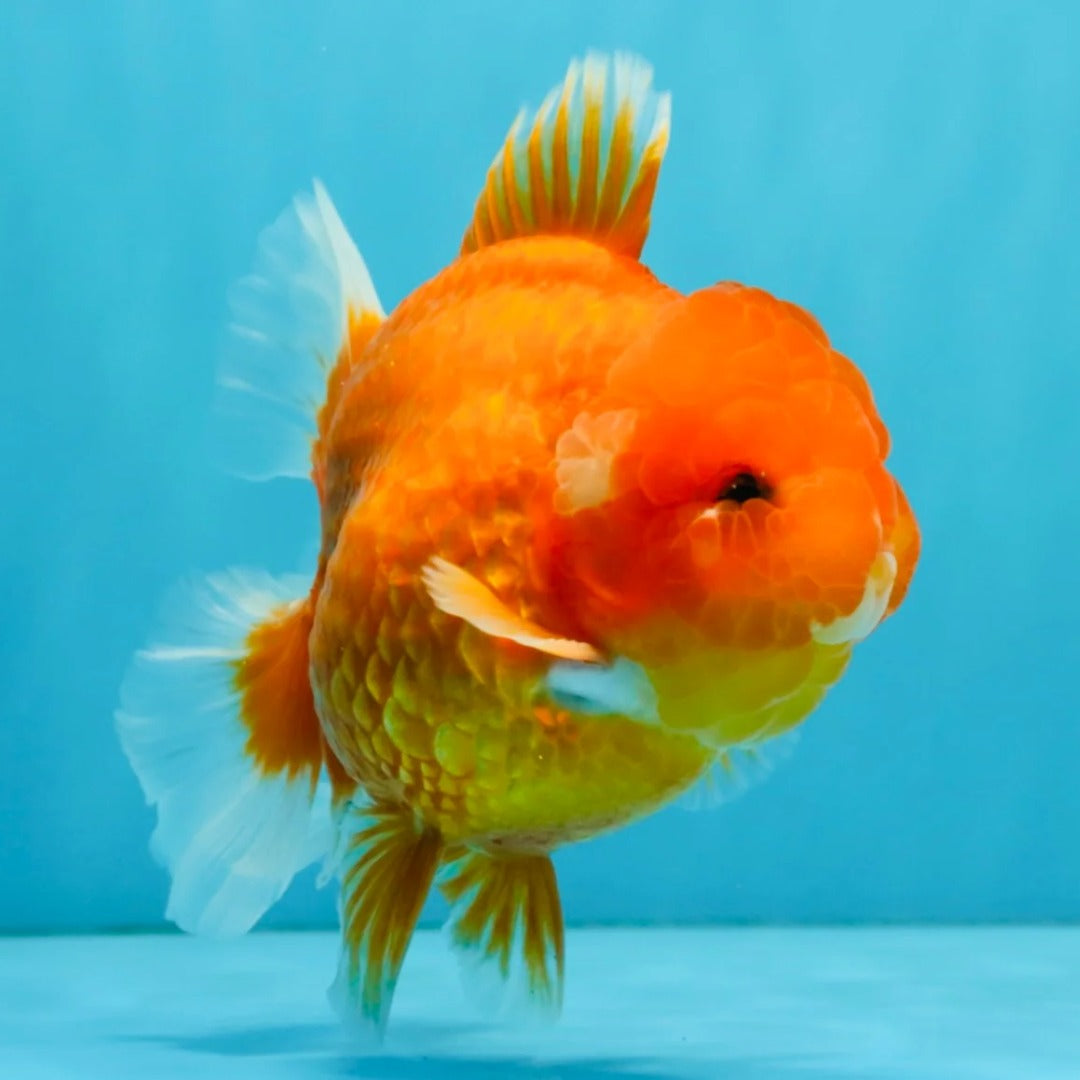  Red Oranda Goldfish Online Shop