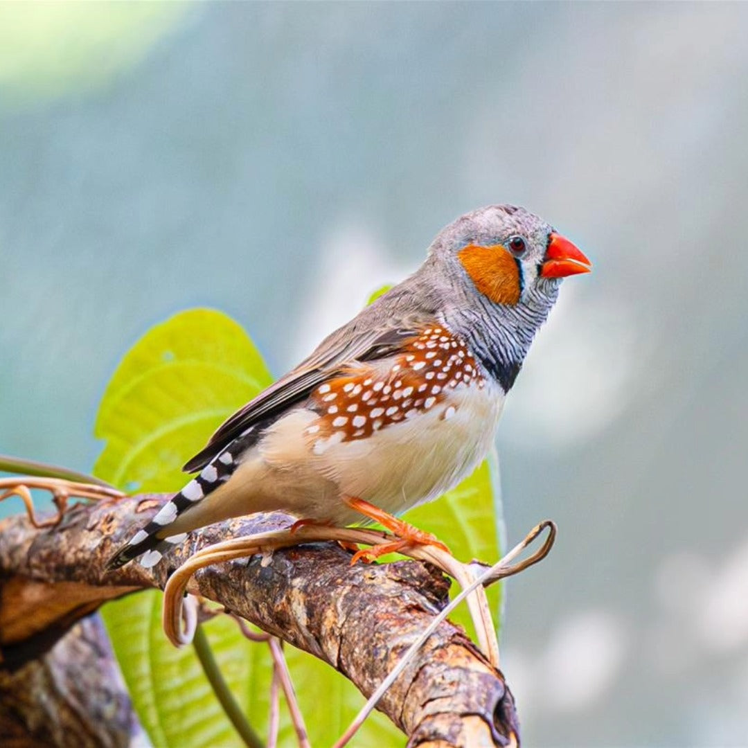 [ 2 Pair ₹2899 ] Zebra Finch Birds