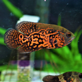 Buy Online Tiger Oscar Fish