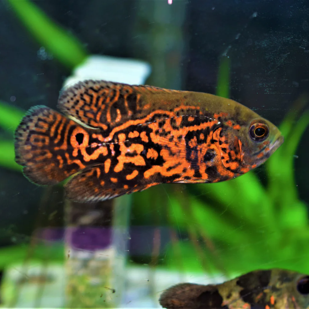 Buy Online Tiger Oscar Fish