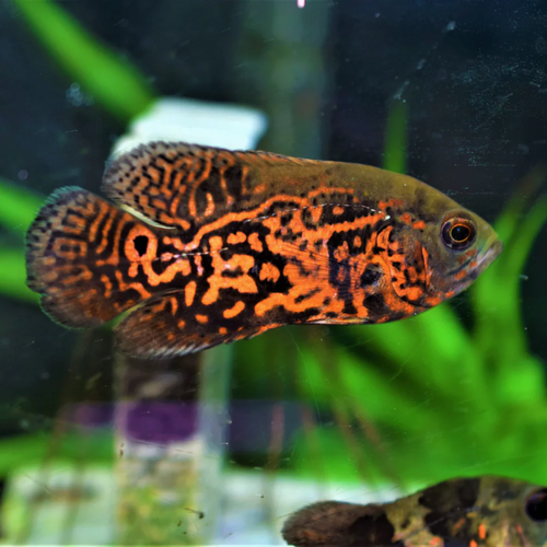 Buy Online Tiger Oscar Fish