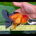 1 Pair ₹2499 Red And Black Oranda