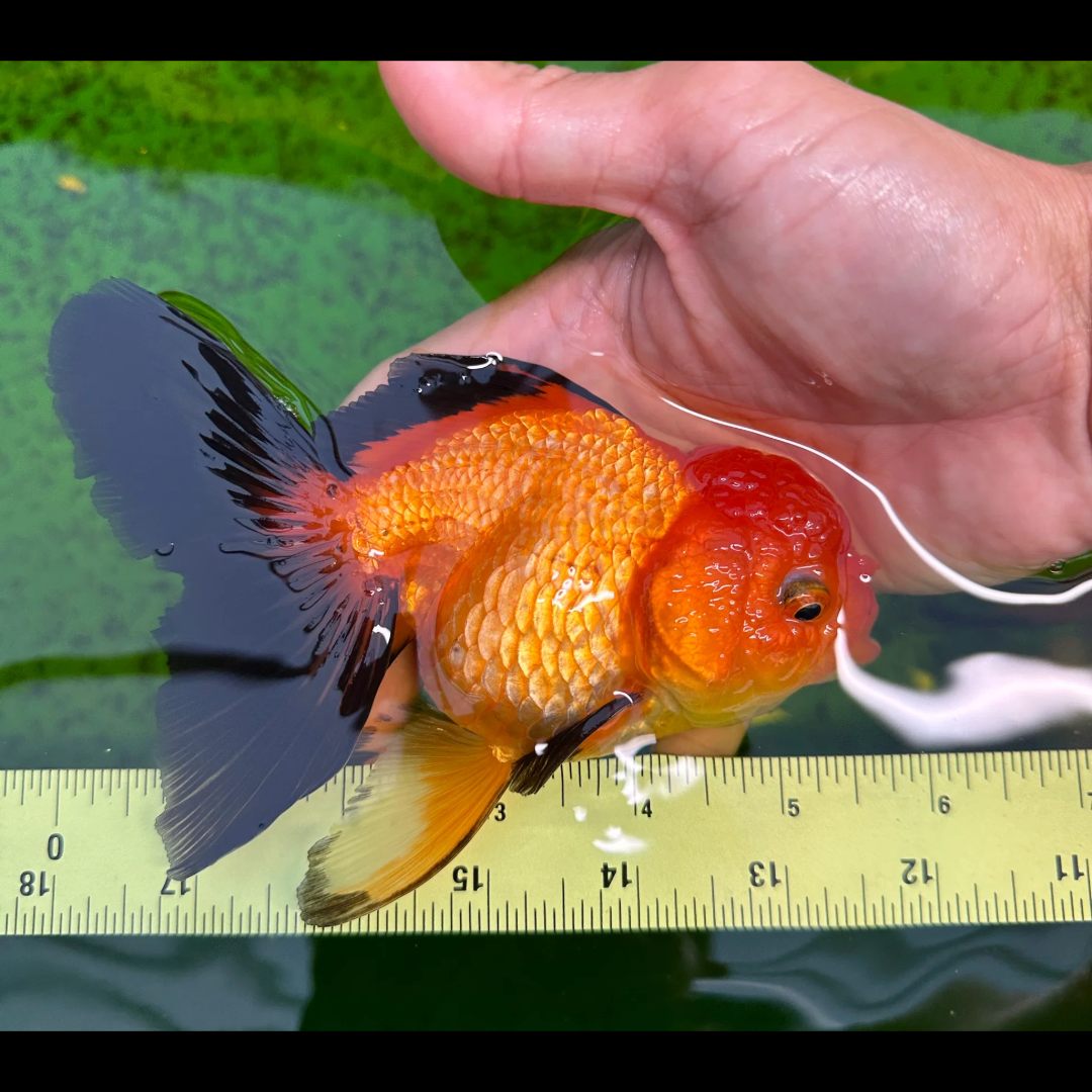 1 Pair ₹2499 Red And Black Oranda