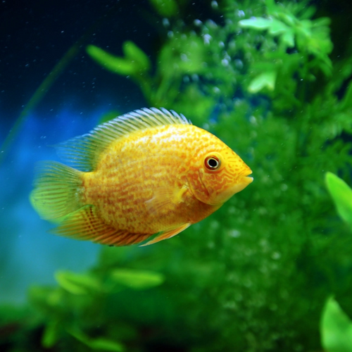 Buy Online Gold Severum Fish