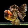 Apache Rose Tail Giant Oranda Goldfish