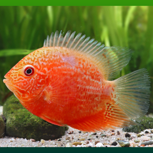 Buy Online Red Severum Fish